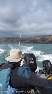 Der Skipper beim Delfin schwimmen in Akaroa