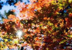 herbstliches Laub