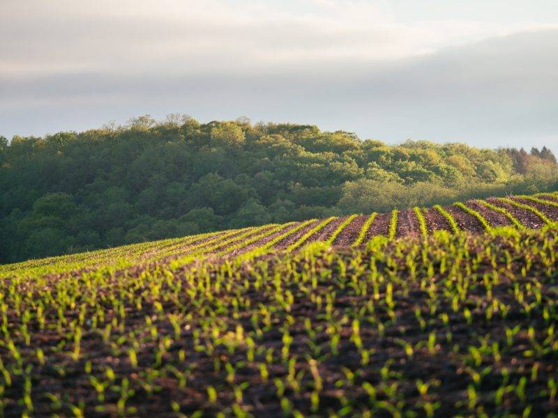 Endlose Felder auf einer Farm