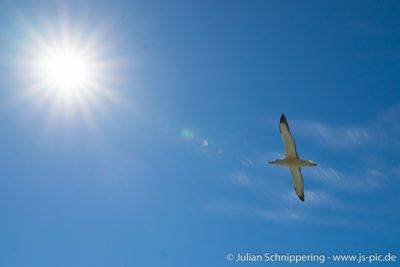 fliegender Albatros vor blauem Himmel