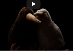 Kiwi Video