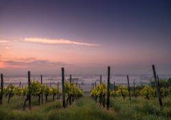 Weingut im Sonnenuntergang