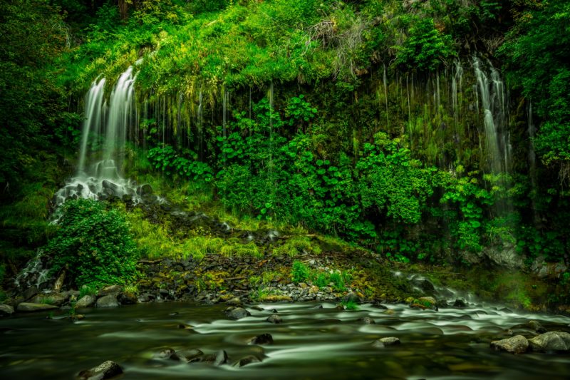 Grüner feuchter Regenwald mit kleinen Wasserläufen