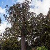 Besuche die schönsten Kauri Spots in Neuseeland