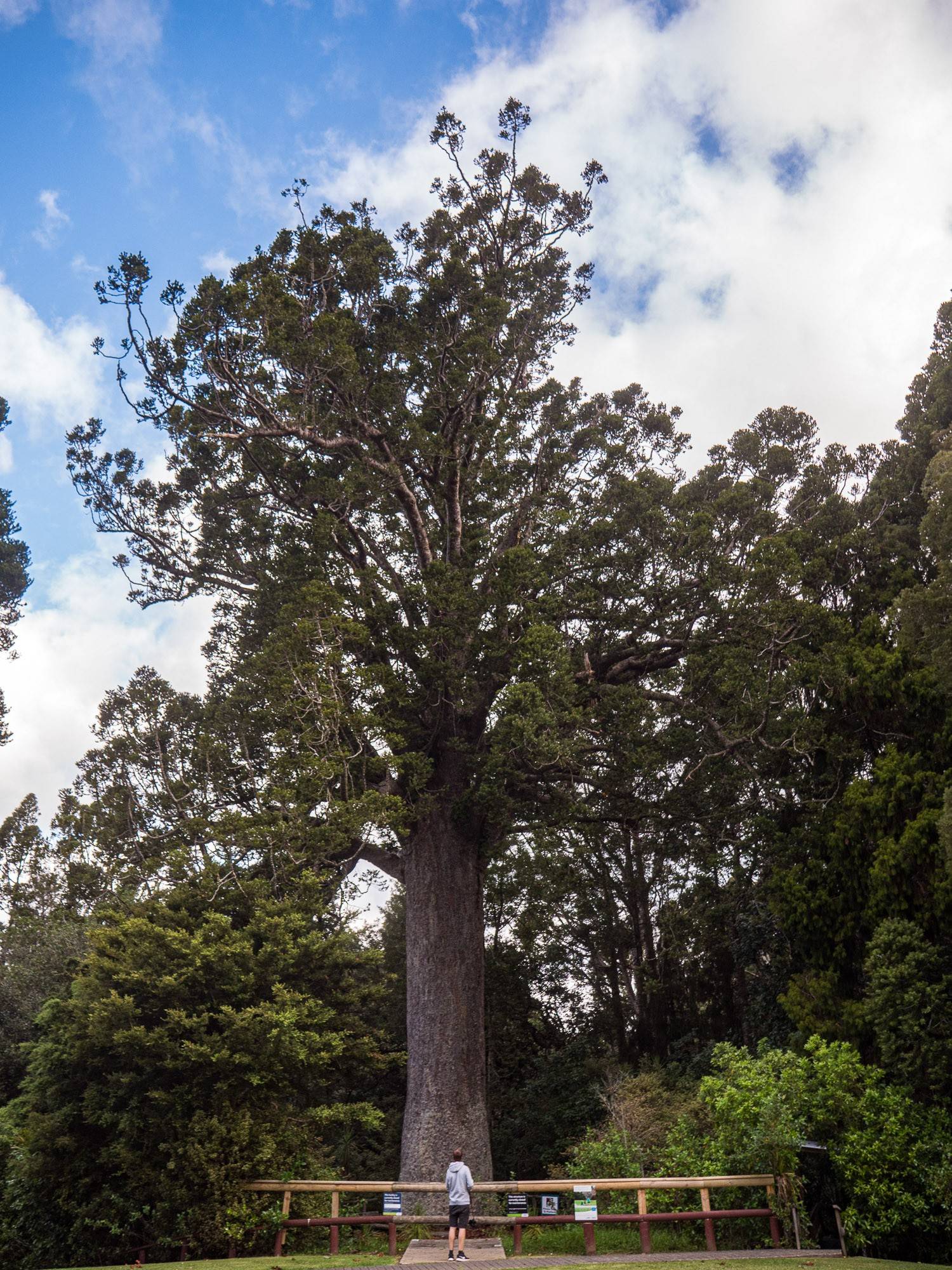 Der Kauri-Baum am Museum