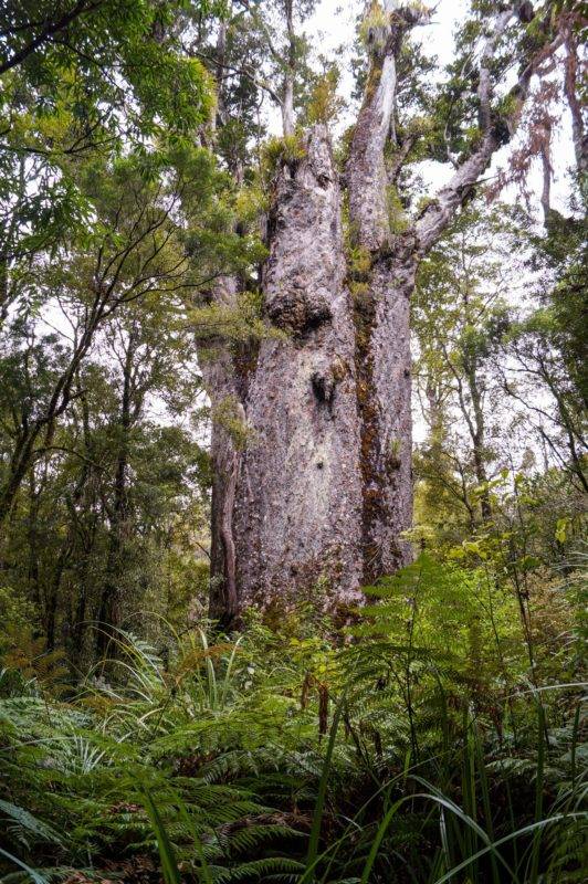 Der Zweitgrößte Kauri-Baum Neuseelands