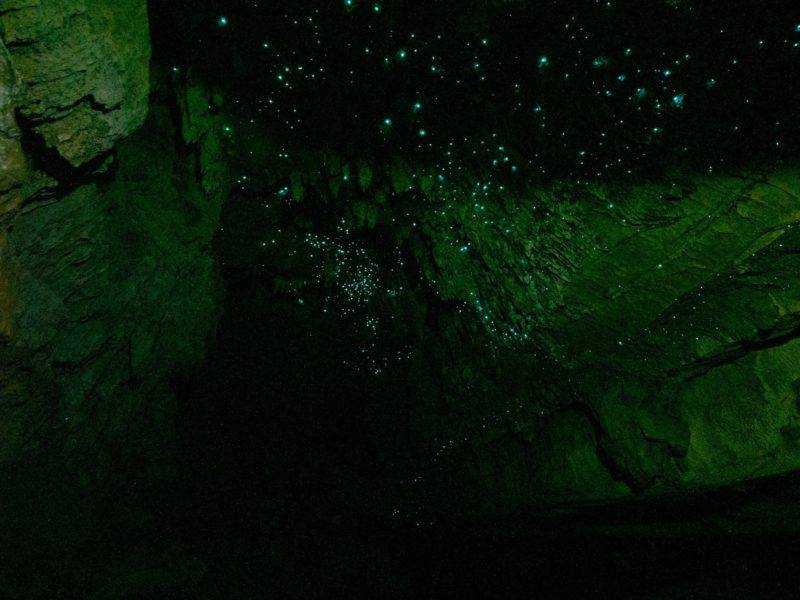Glühwürmchen in der Waipu Cave