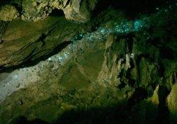 Glühwürmchen in der Abbey Cave