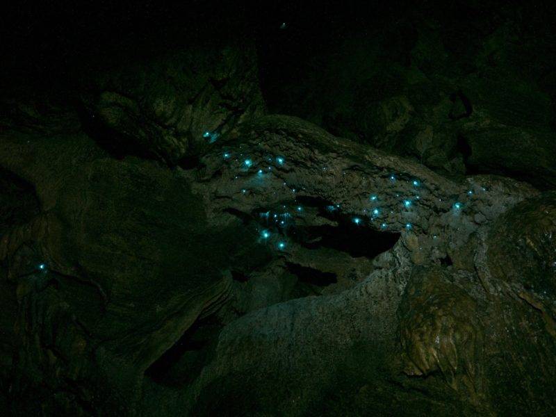 Glühwürmchen in der Abbey Cave 3