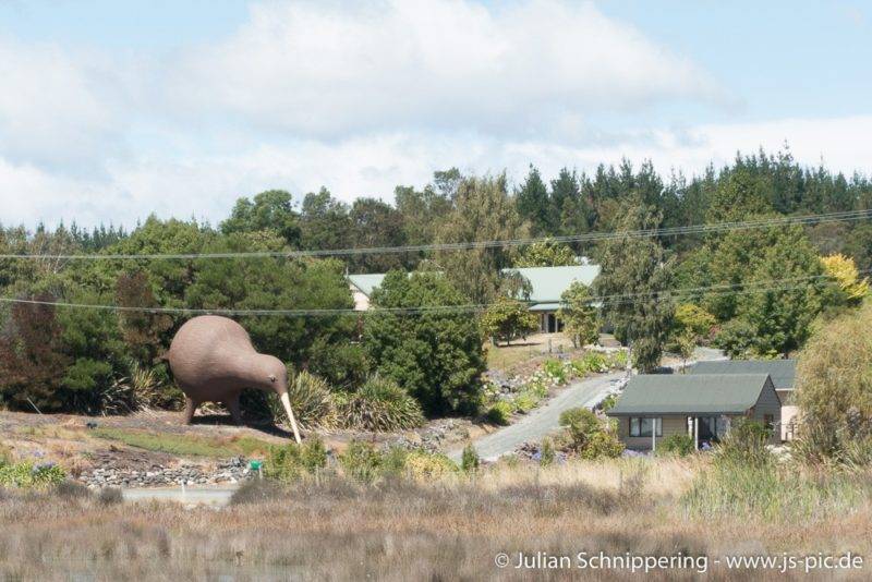 Die größte Kiwi Statue Neuseelands, größer als ein Mensch.