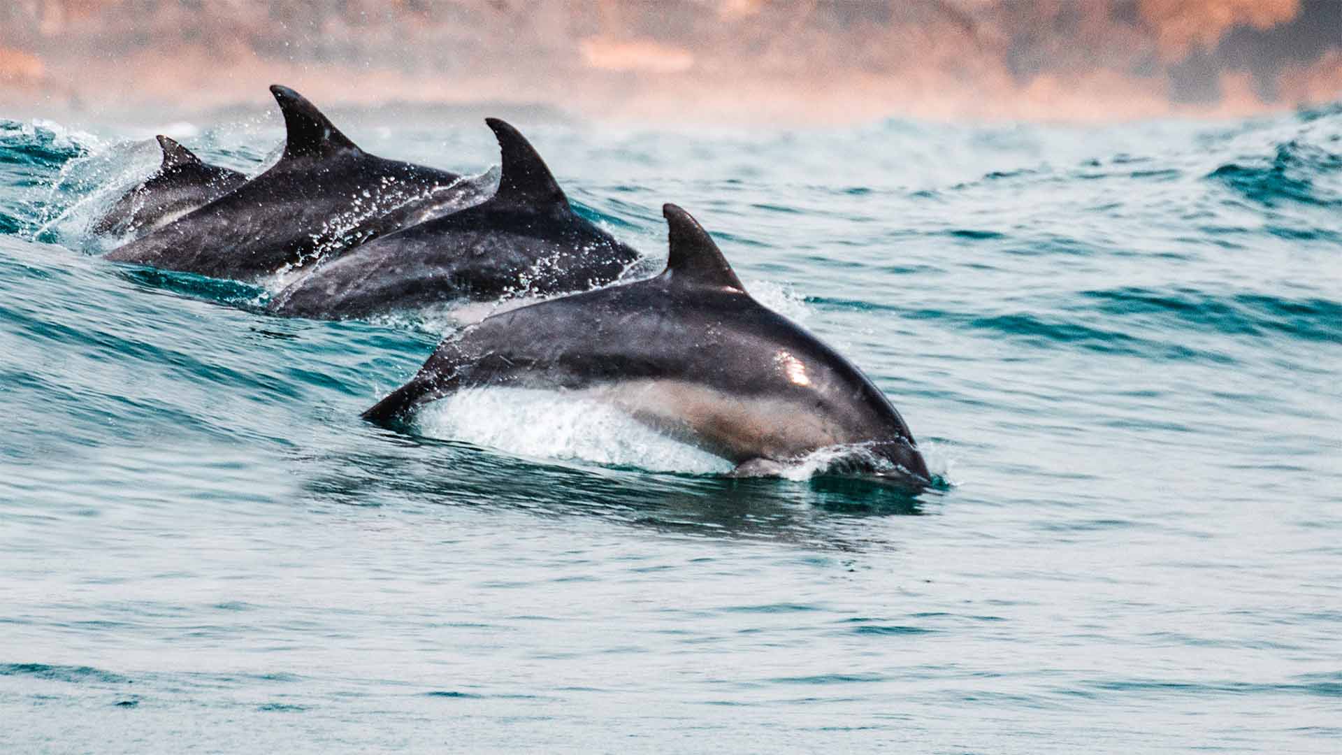 Delfine schwimmen im Wasser
