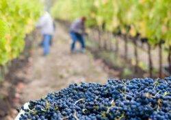 Mit dem SSE Visum kannst du auf einem Weingut arbeiten