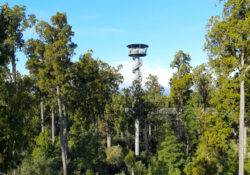 Aussicht auf Bäume und den Aussichtsturm im Tree Top Walk in Hokitika